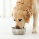 犬と触れ合っちゃダメな瞬間5選　スキンシップを取ってはいけない理由とは？(ブログ)