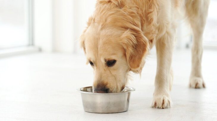 犬と触れ合っちゃダメな瞬間5選　スキンシップを取ってはいけない理由とは？(ブログ)