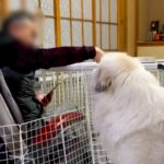 おじいちゃんを散歩に誘う超大型犬→断られてしまい…思った以上に健気な『再アタックする光景』が129万再生「大好きなの伝わる」「頭いい」(ブログ)