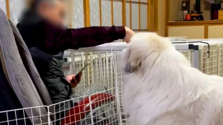 おじいちゃんを散歩に誘う超大型犬→断られてしまい…思った以上に健気な『再アタックする光景』が129万再生「大好きなの伝わる」「頭いい」(ブログ)