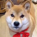 寝る時間になったので『もうねんねだよ』と犬に伝えた結果…人の子のような『愛に溢れている光景』が87万再生「賢すぎ」「会話が成立してる」(ブログ)