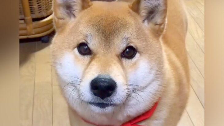 寝る時間になったので『もうねんねだよ』と犬に伝えた結果…人の子のような『愛に溢れている光景』が87万再生「賢すぎ」「会話が成立してる」(ブログ)