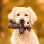犬が『ぬいぐるみ』を手放さないときの心理4つ　こだわりが強くなる理由や適切な対処法を解説(ブログ)