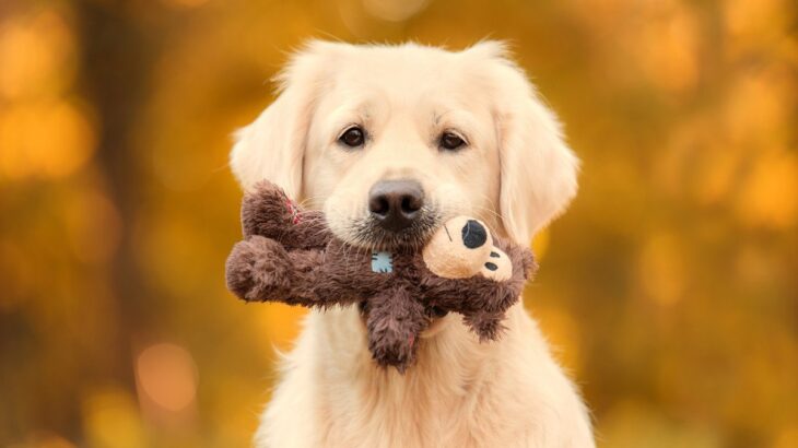 犬が『ぬいぐるみ』を手放さないときの心理4つ　こだわりが強くなる理由や適切な対処法を解説(ブログ)