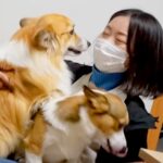 ママが帰省のため不在に→3日ぶりに家に帰ると、2匹の犬が…泣けるほど健気な『おかえりなさい』が59万再生「涙出た」「ヤキモチ可愛い」(ブログ)