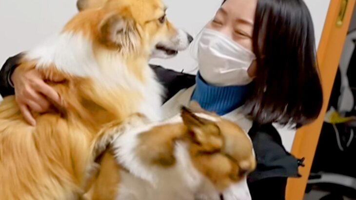 ママが帰省のため不在に→3日ぶりに家に帰ると、2匹の犬が…泣けるほど健気な『おかえりなさい』が59万再生「涙出た」「ヤキモチ可愛い」(ブログ)