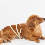 犬がみせる『運動不足』サイン5選　活動量が少ない犬が抱えるリスクまで(ブログ)