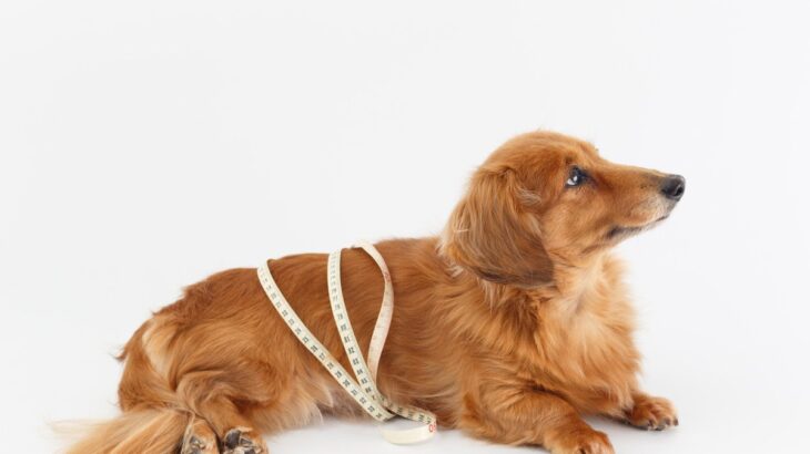 犬がみせる『運動不足』サイン5選　活動量が少ない犬が抱えるリスクまで(ブログ)