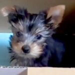 『真っ黒で小さな赤ちゃん犬を飼った』と思っていたら…同じ犬とは思えない『劇的なビフォーアフター』に驚き「全く違う」「かわいい」と反響(ブログ)
