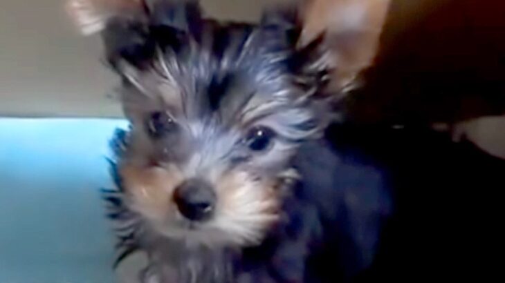 『真っ黒で小さな赤ちゃん犬を飼った』と思っていたら…同じ犬とは思えない『劇的なビフォーアフター』に驚き「全く違う」「かわいい」と反響(ブログ)