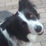 病院で注射を頑張った犬に『何が食べたいか』聞いてみた結果…連れて行かれた『まさかの場所』に爆笑「前世人間だった？ｗｗ」「グルメで草」と反響(ブログ)