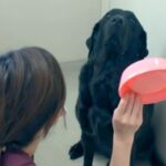 他の犬のご飯を食べた大型犬→『なんで食べたの』と叱った結果…人間のような『衝撃のしらばっくれ方』に2万9000いいね「遠い目で草」と反響(ブログ)