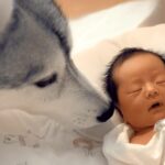赤ちゃんと初めて会った大型犬→すぐ『新しい家族』と理解して…泣けるほど尊い『優しい光景』が20万再生「いいお兄ちゃんになる」「幸せ家族」(ブログ)