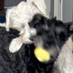 ボール遊び中の犬２匹→取って戻ってこようとしたら…思わず応援したくなる『まさかのやりとり』が可愛すぎると話題「うちも同じ」共感の声も(ブログ)