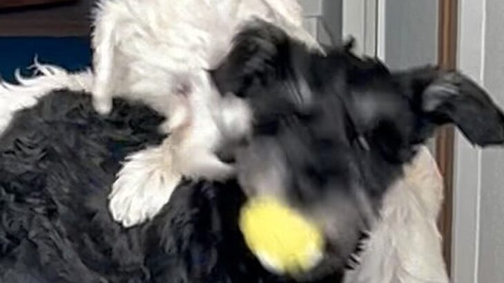 ボール遊び中の犬２匹→取って戻ってこようとしたら…思わず応援したくなる『まさかのやりとり』が可愛すぎると話題「うちも同じ」共感の声も(ブログ)