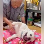 おじいちゃんに撫でられている犬→中断した次の瞬間…絶対にやめられない『まさかの反応』に「なんて幸せなの」「おじいちゃん嬉しそう」と反響(ブログ)