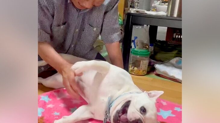 おじいちゃんに撫でられている犬→中断した次の瞬間…絶対にやめられない『まさかの反応』に「なんて幸せなの」「おじいちゃん嬉しそう」と反響(ブログ)