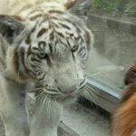 動物園で『トラ』と対面した犬→記念撮影をした結果…まさかの『ギャルのような反応』に6万いいね集まる「メンチ切られてるｗ」「煽ってて草」(ブログ)
