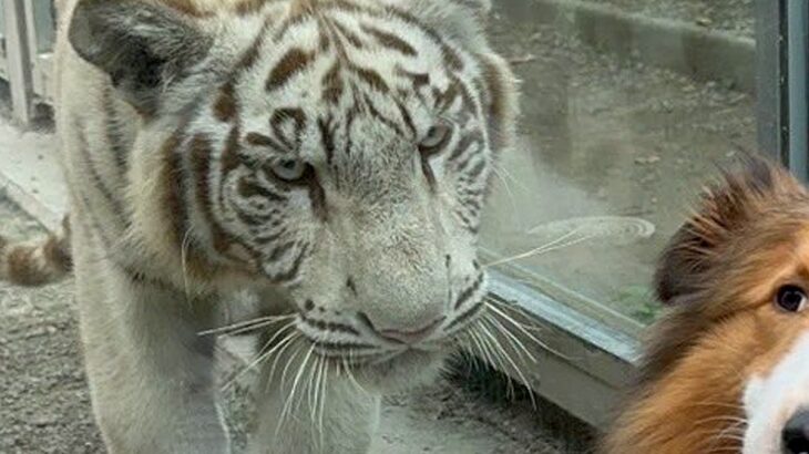 動物園で『トラ』と対面した犬→記念撮影をした結果…まさかの『ギャルのような反応』に6万いいね集まる「メンチ切られてるｗ」「煽ってて草」(ブログ)