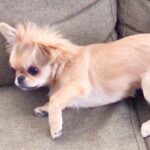 朝、犬が突然体調不良に→急遽病院へ駆け込んだら…獣医が下した『まさかの診断結果』が9万再生「え、かわいい」「そんなことある？ｗ」の声(ブログ)