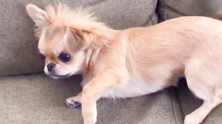 朝、犬が突然体調不良に→急遽病院へ駆け込んだら…獣医が下した『まさかの診断結果』が9万再生「え、かわいい」「そんなことある？ｗ」の声(ブログ)