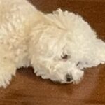 朝4時、犬に叩き起こされた結果…数時間後→突っ込まざるを得ない『衝撃の光景』に3万9000いいね集まる「うちの子もそう」と共感の声も(ブログ)