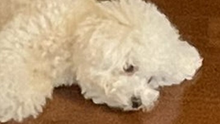 朝4時、犬に叩き起こされた結果…数時間後→突っ込まざるを得ない『衝撃の光景』に3万9000いいね集まる「うちの子もそう」と共感の声も(ブログ)