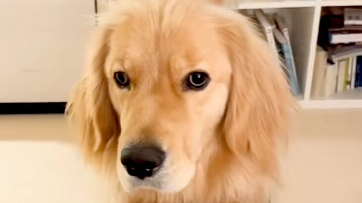 『一緒に寝たいなぁ』と控えめにお願いしてくる大型犬→許可してみた結果…想像以上に『尊い光景』が35万再生「気使ってるｗ」「寝癖可愛い」(ブログ)