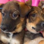 野犬の兄妹をレスキュー→1匹だけ家族が決まり、お別れの日がきたと思ったら…涙あふれる『まさかの展開』が3万再生「素晴らしい」と感動続々(ブログ)