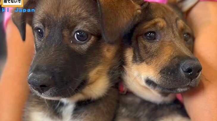 野犬の兄妹をレスキュー→1匹だけ家族が決まり、お別れの日がきたと思ったら…涙あふれる『まさかの展開』が3万再生「素晴らしい」と感動続々(ブログ)