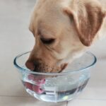 犬の『飲み水』は毎日変えるべき？交換を怠ってしまうと起こる悪影響まで(ブログ)