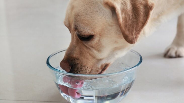犬の『飲み水』は毎日変えるべき？交換を怠ってしまうと起こる悪影響まで(ブログ)