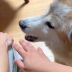犬の前で『喧嘩するフリ』をした結果→慌てて止めにきたと思ったら…目頭が熱くなる『尊すぎる反応』が24再生「優しくて泣ける」「平和の使者」(ブログ)