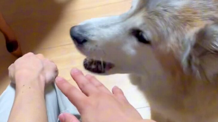 犬の前で『喧嘩するフリ』をした結果→慌てて止めにきたと思ったら…目頭が熱くなる『尊すぎる反応』が24再生「優しくて泣ける」「平和の使者」(ブログ)