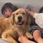 2人の女の子が『幼少期から大型犬と暮らした』結果…涙が出るほど素敵な『本当の姉弟のような光景』が34万再生「素晴らしい」「いい関係性」(ブログ)