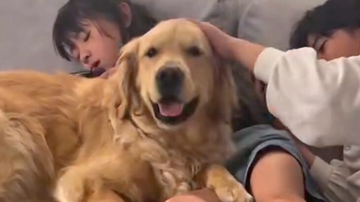 2人の女の子が『幼少期から大型犬と暮らした』結果…涙が出るほど素敵な『本当の姉弟のような光景』が34万再生「素晴らしい」「いい関係性」(ブログ)