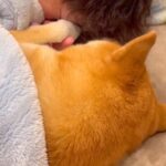 『9年間、犬と一緒に暮らした』結果…もはや人間の子どものような『尊すぎる光景』が73万再生「後頭部たまらんｗ」「めっちゃわかる」と共感も(ブログ)