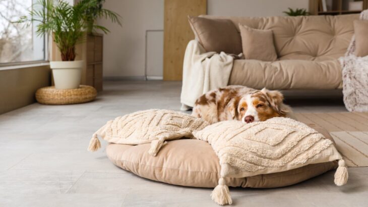 犬が『ふかふかの場所』を好む理由5つ　愛犬にリラックスしてもらうためのポイントまで(ブログ)