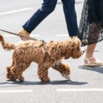 犬を絶対に散歩させてはいけない『夏の時間帯』とは？炎天下の地面を歩かせる危険性やリスクまで(ブログ)
