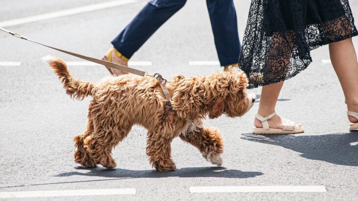 犬を絶対に散歩させてはいけない『夏の時間帯』とは？炎天下の地面を歩かせる危険性やリスクまで(ブログ)