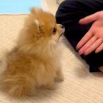 手のひらサイズの赤ちゃん犬と『フセの練習』をしていたら…破壊力が高すぎる『泣けるほど可愛い行動』が466万再生「胸が苦しい」「違う芸ｗ」(ブログ)