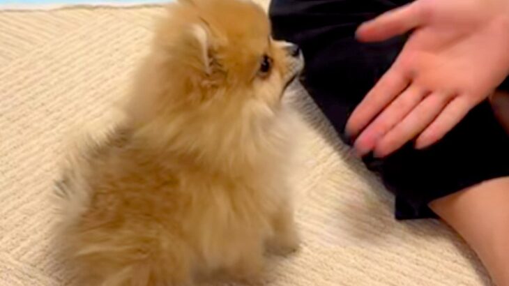 手のひらサイズの赤ちゃん犬と『フセの練習』をしていたら…破壊力が高すぎる『泣けるほど可愛い行動』が466万再生「胸が苦しい」「違う芸ｗ」(ブログ)