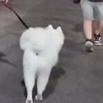 大型犬と夜の散歩中『いるはずのない飼い主がいたらどうするのか？』隠し撮りした結果…思わず笑う『まさかの反応』が231万再生の反響(ブログ)