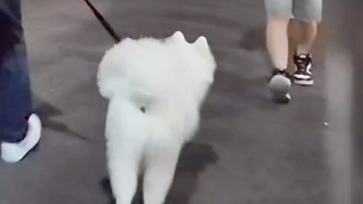 大型犬と夜の散歩中『いるはずのない飼い主がいたらどうするのか？』隠し撮りした結果…思わず笑う『まさかの反応』が231万再生の反響(ブログ)