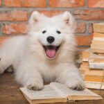 日本で飼いづらいと言われている犬種5選　どうしてもお迎えしたい場合に知っておくべきことまで(ブログ)