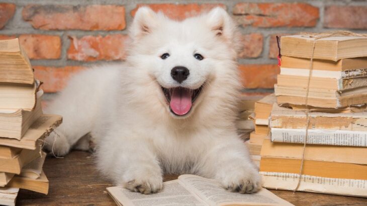 日本で飼いづらいと言われている犬種5選　どうしてもお迎えしたい場合に知っておくべきことまで(ブログ)