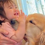 歩き疲れてお昼寝に行こうとする女の子→大型犬が名残惜しそうに…まさかの『人間のような行動』が42万再生「優しい」「幸せな気持ちになる」(ブログ)