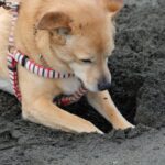 愛犬が地面を『ホリホリする』5つの理由　夢中で掘り続ける心理から対処法までご紹介(ブログ)