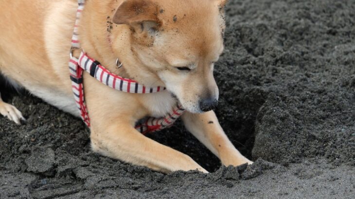 愛犬が地面を『ホリホリする』5つの理由　夢中で掘り続ける心理から対処法までご紹介(ブログ)