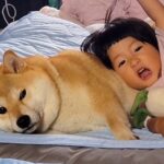赤ちゃんと一緒に育った犬→2年後…まるで本当のお母さんのような『女の子への対応』に6万いいね集まる「貫禄がｗｗ」「無で笑った」と絶賛(ブログ)